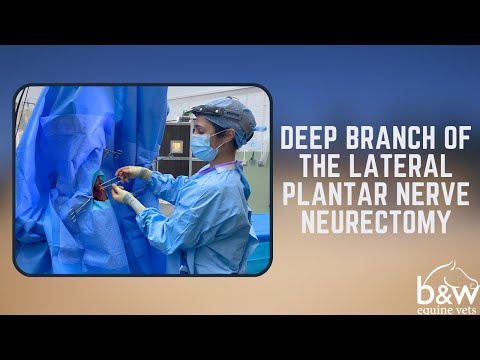 Neurectomy of the deep branch of the lateral plantar nerve. - Equine Surgery - B&W Equine Hospital