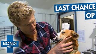 Dog With Missing Nose Needs Reconstructive Surgery | Bondi Vet S5 Ep3