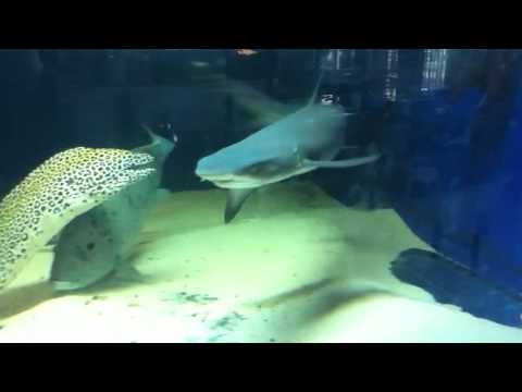 White tip reef shark