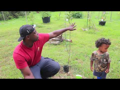 download lagu mp3 mp4 Fish Fertilizer And Epsom Salt, download lagu Fish Fertilizer And Epsom Salt gratis, unduh video klip Fish Fertilizer And Epsom Salt