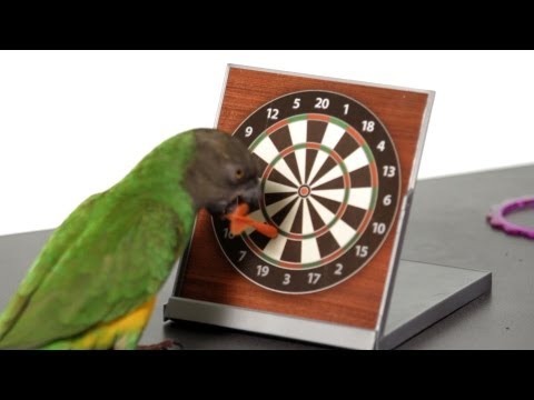 How to Set Up a Training Area | Parrot Training