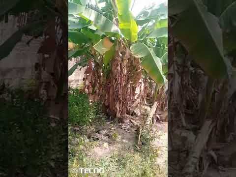 30 by 120  half plot, off ikotun igando rd iyano Ile oba bstop igando