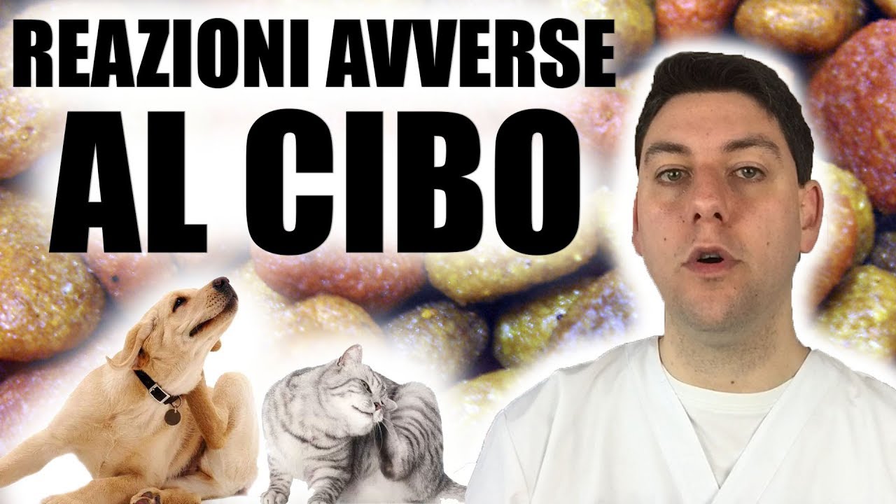 Watch Now Reazioni Avverse al Cibo: quali sono e come si manifestano nel Cane e nel Gatto Reazioni Avverse al Cibo: quali sono e come si manifestano nel Cane e nel Gatto