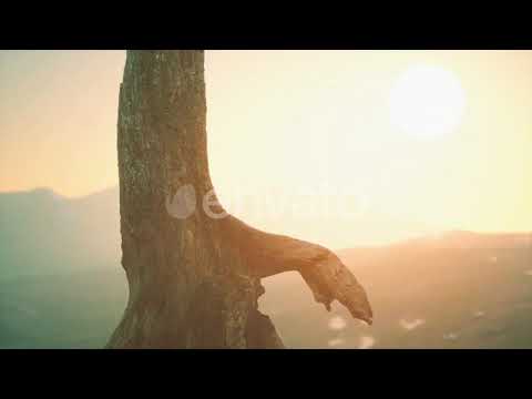 Old Tree Stump Trunk on the Hill at Sunset | Motion Graphics - Envato elements