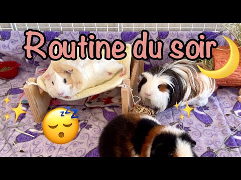 Routine du soir 2021 avec mes cochons d'Inde!