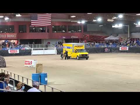 K9 Anubis Desert Dog 2021