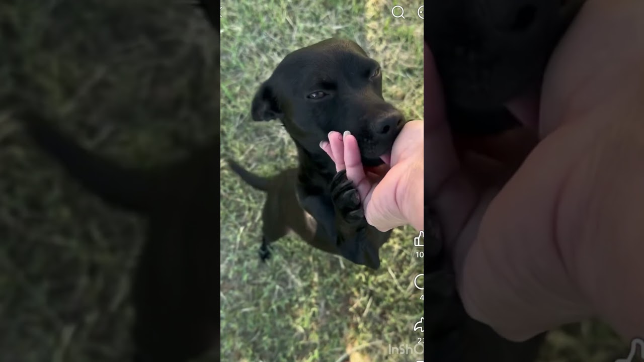 Enlarge Dolly, a Adoptable mixed breed in Washington, DC video 2/6