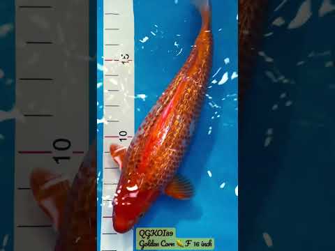 Golden corn 🌽 F 16 in Sold