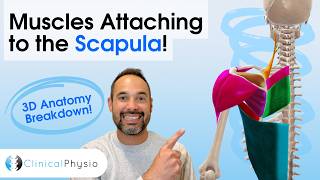 Muscles That Attach to the Scapula | Anatomy Explained for Physiotherapists