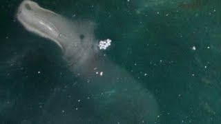 Cryptid Profile - Corfu Island Creature