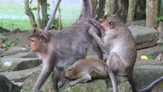 Take a look Young Jett Try To Get Milk from Jinx While Saxon pick lice  Oct 26,2025/Vs.5k698. Ambers