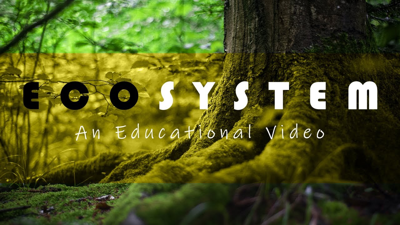 How do Ecosystems Work || What is an Ecosystem