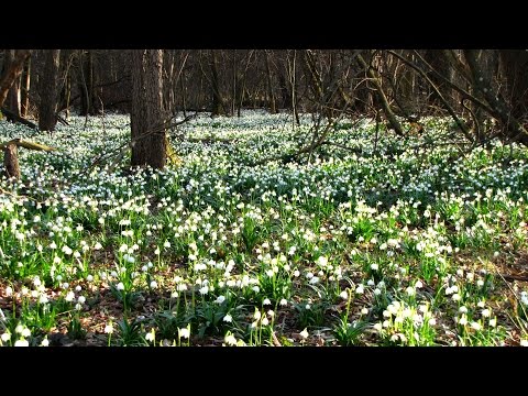 Cvetoči pomladanski veliki zvončki