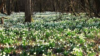 Cvetoči pomladanski veliki zvončki