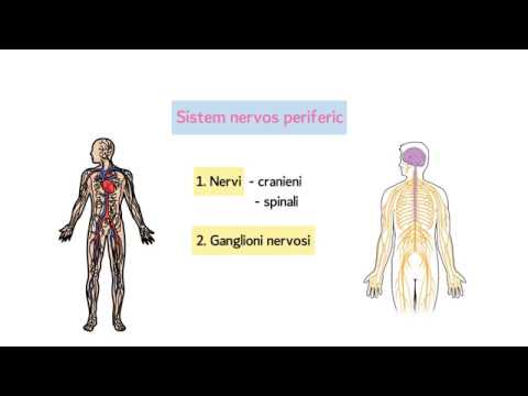 Clasificarea sistemului nervos