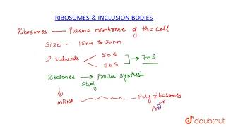 RIBOSOMES AND INCLUSION BODIES