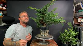 Pruning Itoigawa Junipers + Taking Cuttings