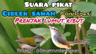 Download lagu Suara Pikat Ciblek Sawah Kombinasi Prenjak Lumut Ribut  mp3