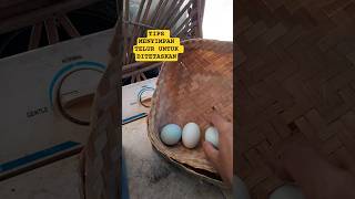 Download lagu tips menyimpan telur untuk ditetaskan #ternakayam #ayam #tipsternak #telurayam #ayambangkok mp3
