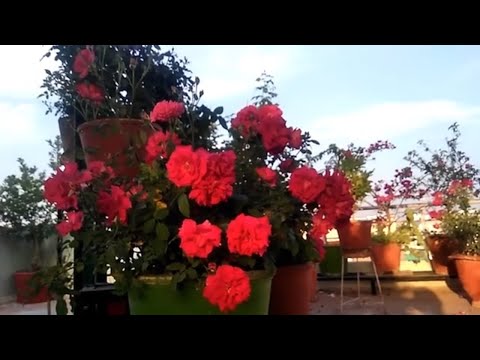 See why i am successful in getting many roses in my pots | Rose gardening Video