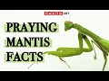 Surprising Praying Mantis Facts You Probably Didn T Know