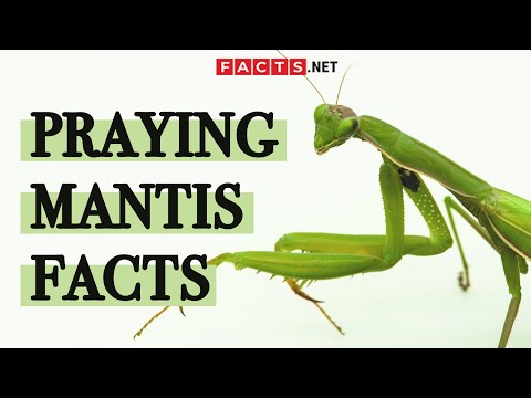 1st YouTube video about are praying mantises endangered