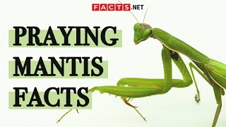 Surprising Praying Mantis Facts You Probably Didn