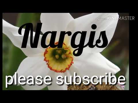 How to grow Nargis/ Daffodils flowers from bulbs and care