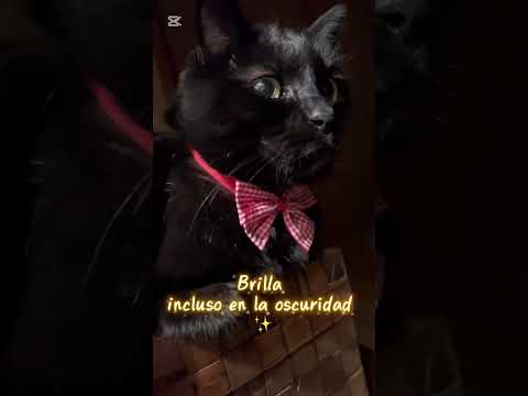 Belleza felina en la noche #blackcats #gatonegro #cutecat