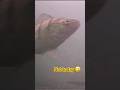 Video Thumbnail for Chunky perch #shorts #fishing #fiypシ #subscribe