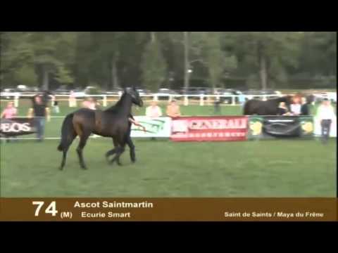 Show AQPS du Lion d'Angers 2012 - Section 6 -  2 ans - Mâles