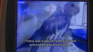 Cockatiel Cam for Special Needs Birds