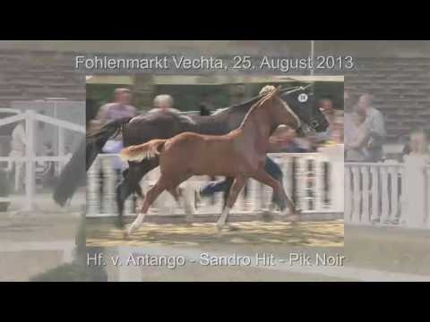 Hf v Antango x Sandro Hit