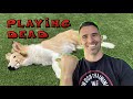 Bang Bang! FAST Way to Teach Your Dog to Play Dead! Dog Tricks!