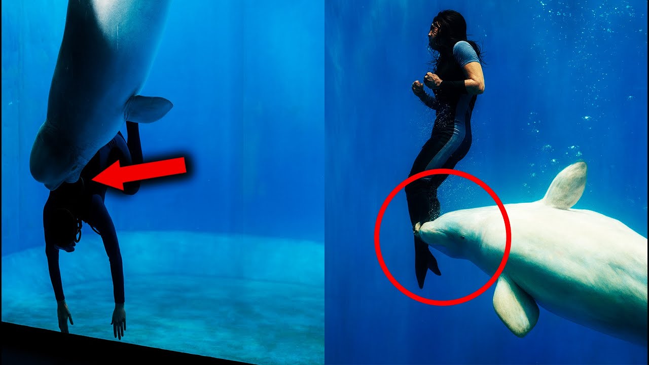 EL MOMENTO en el que UNA BELUGA SALVA a UNA CHICA
