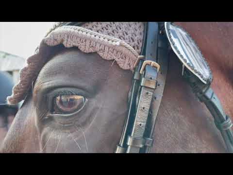 Rociero FS y Pampero FS. FEI-WBFSH Dressage World Breeding Championship for Young Horses 23