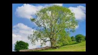 The Ash Grove (Llwyn Onn), tenor guitar/mandolin quartet