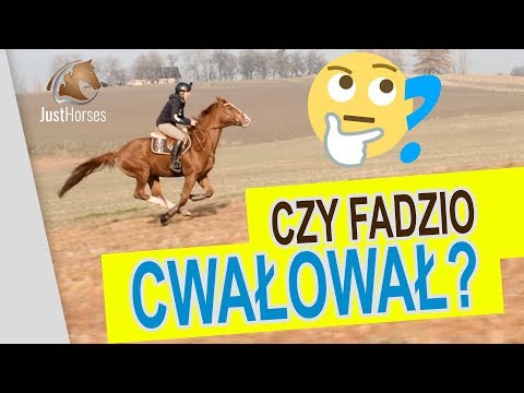Czy Fadzio Cwałował? Oceńcie sami!