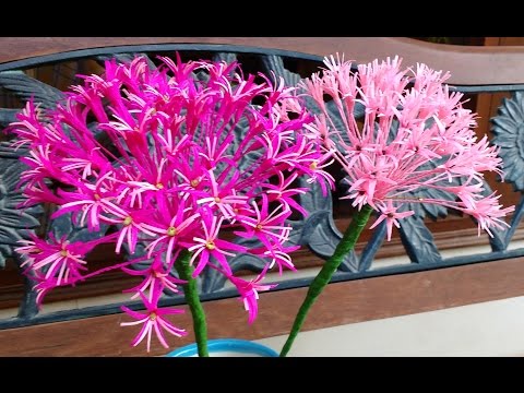 Paper Flowers Allium (flower # 99)
