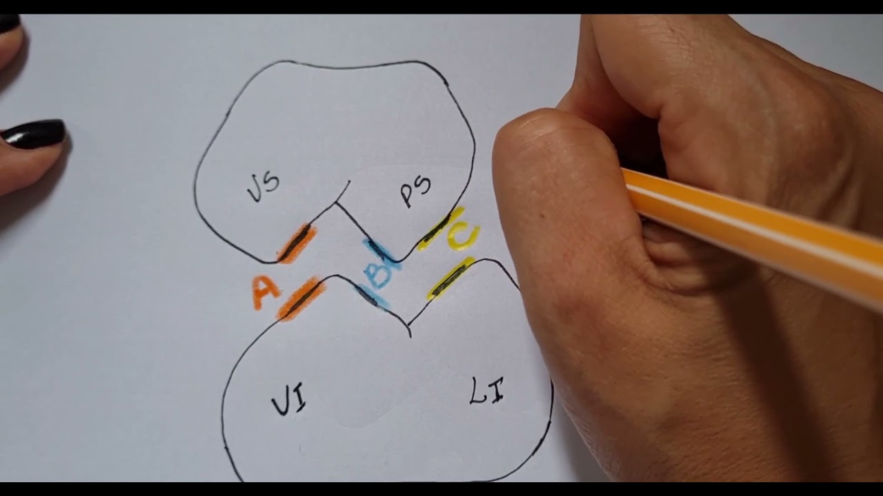 pontos de contato oclusão A, B e C.