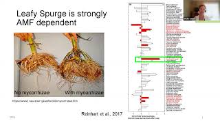 Can Combining Herbicides and Fertilizers Enhance Control of Leafy Spurge?