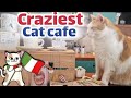 Milan S BEST Cat Cafe Guide Prices 9 Adopted Cats Purr Fect Italian Experience