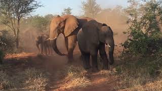 preview picture of video 'On Safari in South Africa with the Elephants!'