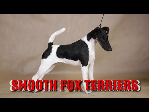 five things you need to know before buying a fox terrier