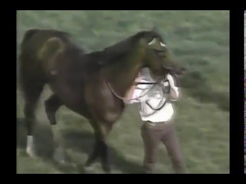 1995 Pimlico Special Tansmitido por ABC Sports