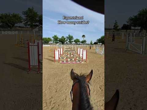 Count strides😉ctto:jacquelinefranzia #horse #equestrian #horseriding #viralshorts #trending #fyp