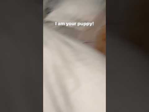 I am your PUPPY! 🐶 #goldenretriever #comedy #dogs #dogmom #funnydogs #reels #tiktok #shorts
