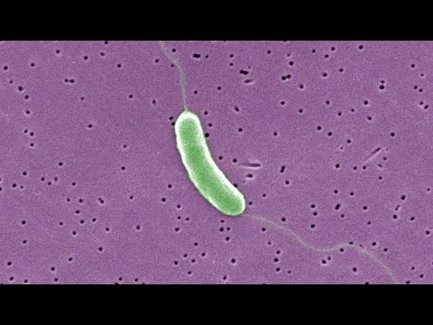 NY & CT Three People Dead By Flesh–Eating Bacteria In Long Island Sound