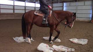 Stopping and Understanding an Easily Spooked Horse (Emily and Chip)