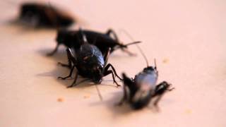 Black Crickets from Livefoods Direct
